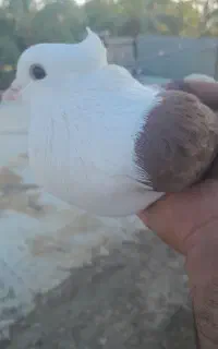 کبوتر پشت سرخ