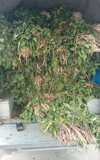 کاردو.مندوک.کنگر.ریواس