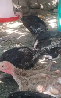 بوقلمون وغاز