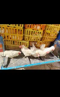مرغ سفید تخم گذار