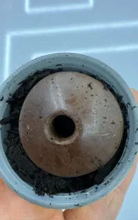 هبهاب مغربی افریقایی