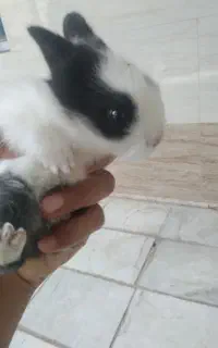 بچه خرگوش ۲۰روزه