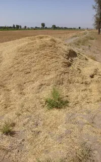 فروش گاه گندم وهمچنین جو
