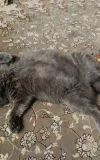 گربه اسکاتیش بلو ماده