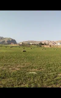 300بسته یونجه چین دوم  کیلویی30هزار