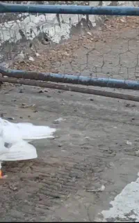 ۲جفت نروماده رنگی درجه۱