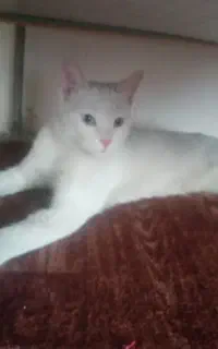 کربه نر