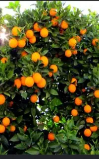 جویای کار باغ و باغبانی هستم