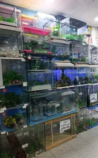 آکواریوم شرکتی