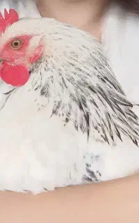 خروس جوان