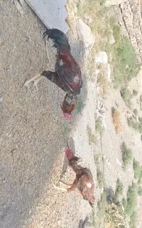 خروس لاری