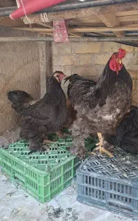 مرغ و خروس برهما تخم‌گذار فیروزآباد