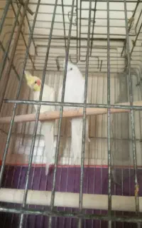 جفت عروس هلندی مولد