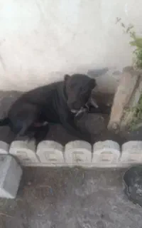واگذاری سگ بیت بول