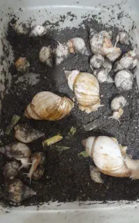 فروش حلزون سیب