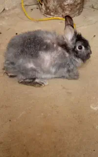 خرگوش ماده میکس لوپ و اسرائیلی