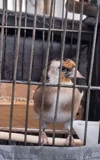 حراج سهره کبوتر فنج طوطی مرغ خروس لاری