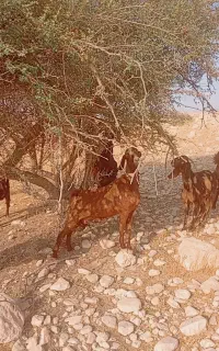 بز دورگ سالم درجه یک