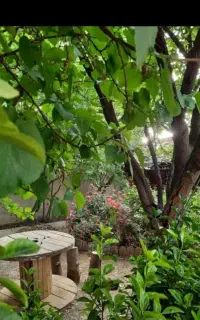 شراکت باغ در صحنه