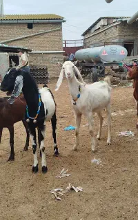 4عدد بز پاکستانی آبست