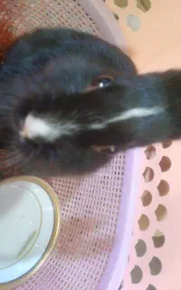 خرگوش