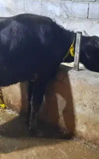 کشتار گوساله گاومیش
