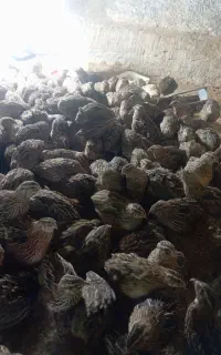 بلدرچین بالغ