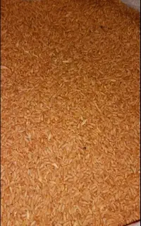 گندم تمیز مهرگان.سارنگ.شووا.خلیل.موجوداست
