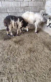 میش با بره