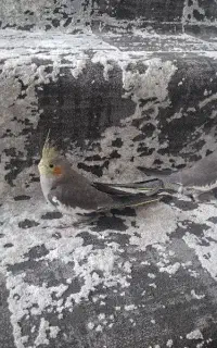 2عدد عروس گمشده