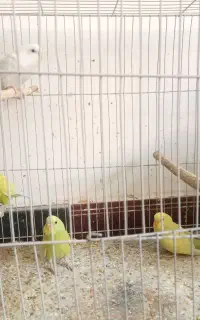 سه جفت مرغ عشق مولد کارداده با جوجه قفس و وسایل