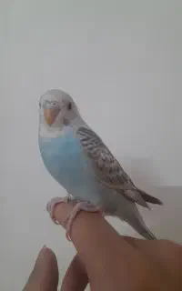 مرغ عشق نر و ماده