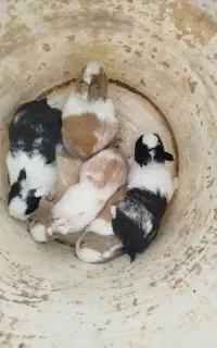 بچه خرگوش فروشی