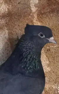 کبوتر زاغ نوک ریز
