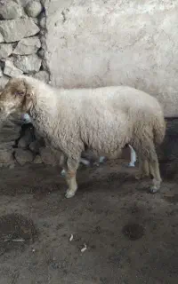 فروش میش و پازن