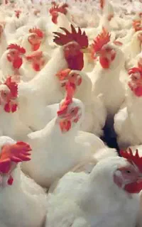 مرغ زنده با کمترین قیمت با کالا برگ