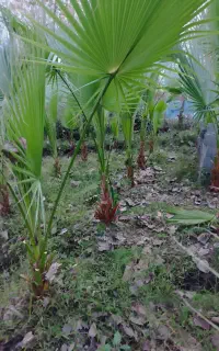 گل های خانگی و  ..