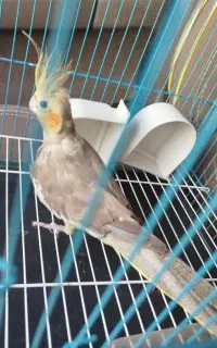 عروس هلندی