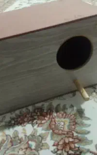 لانه عروس هلندی