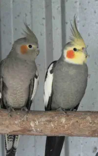 یک جفت عروس هلندی