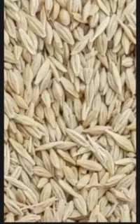 گندم و جو بذری دیم