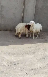 دوراس بره ماده عروس