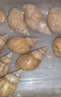 حلزون آچاتینا تخم حلزون کلاژن خزنده