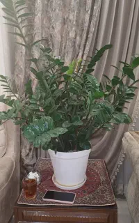 گل و گیاه