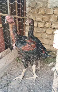 جوجه مرغ خروس لاری