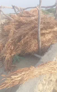 علف خشک حراج