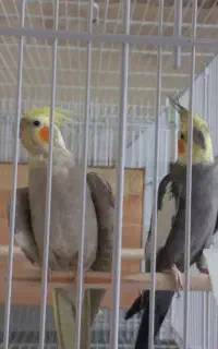 عروس هلندی
