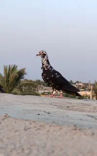 گوره سیاه ماده