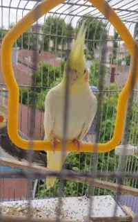عروس هلندی سخنگو