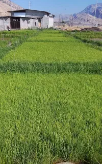 نشا شمیم درجه یک